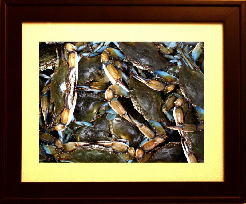 Louisiana Blue Crabs 6598