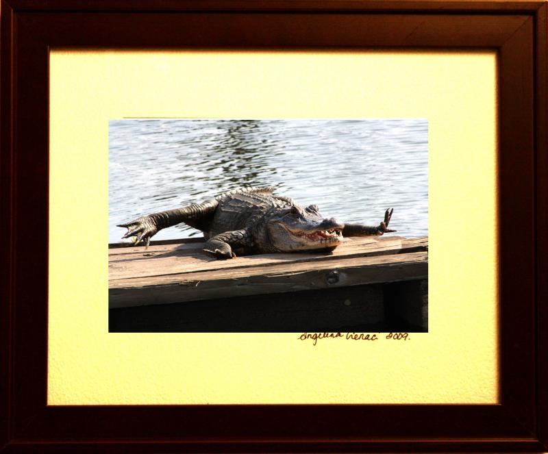 Lazy Gator 6598