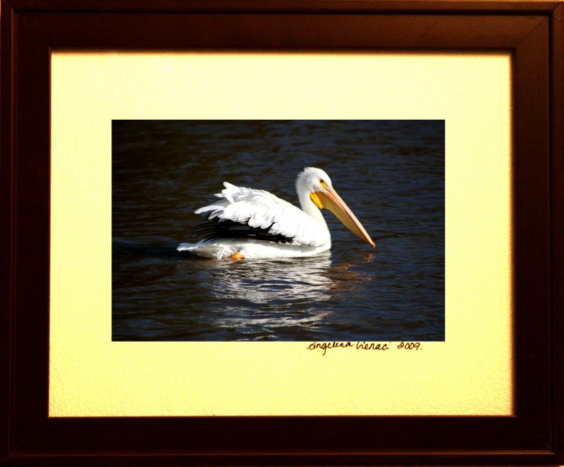 American White Pelican 6598